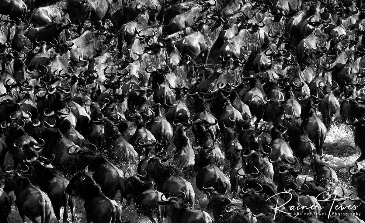 rainertewes's tweet photo. Crossing. | Mara River, Maasai Mara, Kenya.

#africanwildlifephotography #africanature #masaimara #maasaimara #wildlifephotography #naturephotography #africalove #wildebeest #migration #crossing #blackandwhitephotography #nikonphotography  #iamnikon https://t.co/Jrz5YCuv5p