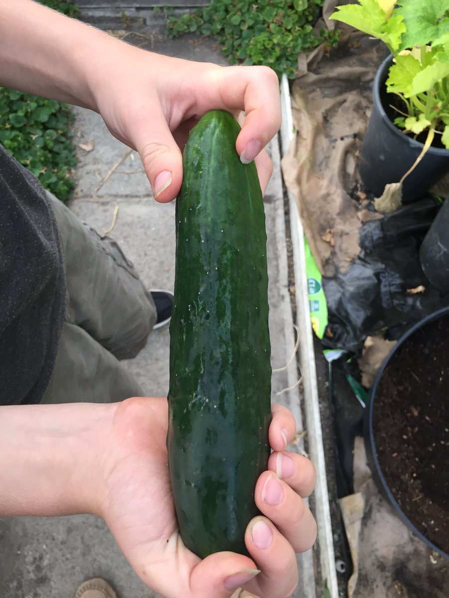 rachelhemingway's tweet photo. #firstcucumber https://t.co/6xrICRxYoy