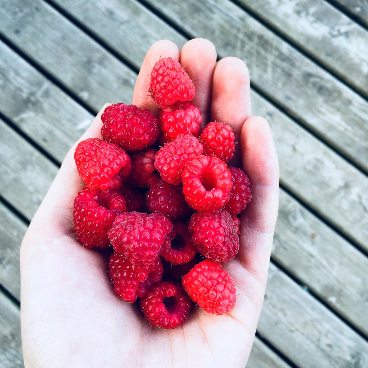 Local, organically-grown berries! Picked from Lacelyn Farms in Nova Scotia! 🚜🌞🇨🇦️

This is why I do what I do. The best food is whole food that we get directly from the Earth, whether it be from a tree, garden or bushes. 🌳🌿🌱