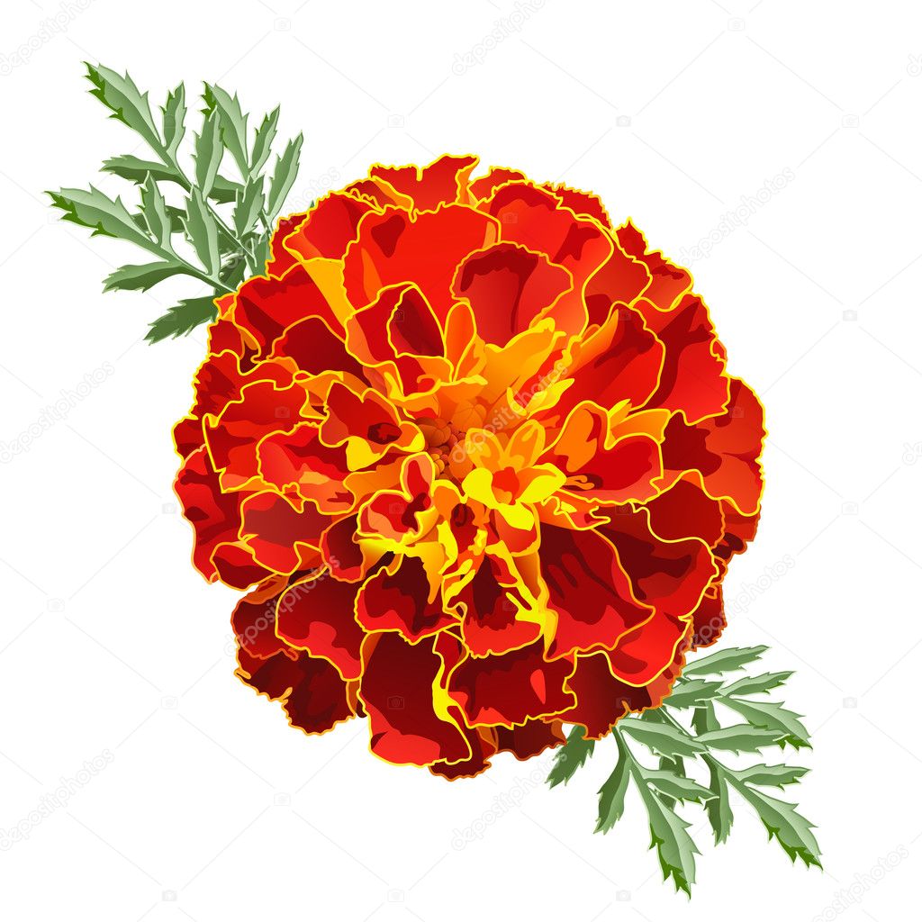 LizRuizconZ's tweet photo. #Rosesforcache
#CacheApreciattionWeek
@calleypocheoffi
@Pochosaurus
Flor de Cempasuchil,siento que es Poche porque aparte de que es tan HERMOSA,es muy representativa para MX al festejar"Día de Muertos".Esta flor así como se ve de linda tiene un Aroma tan fresco, Es tan PERFECTA😍 https://t.co/ktLj2M8HP7