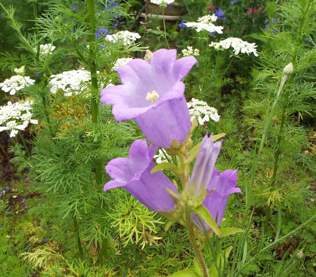 10月4日诞生花 テンダウォール