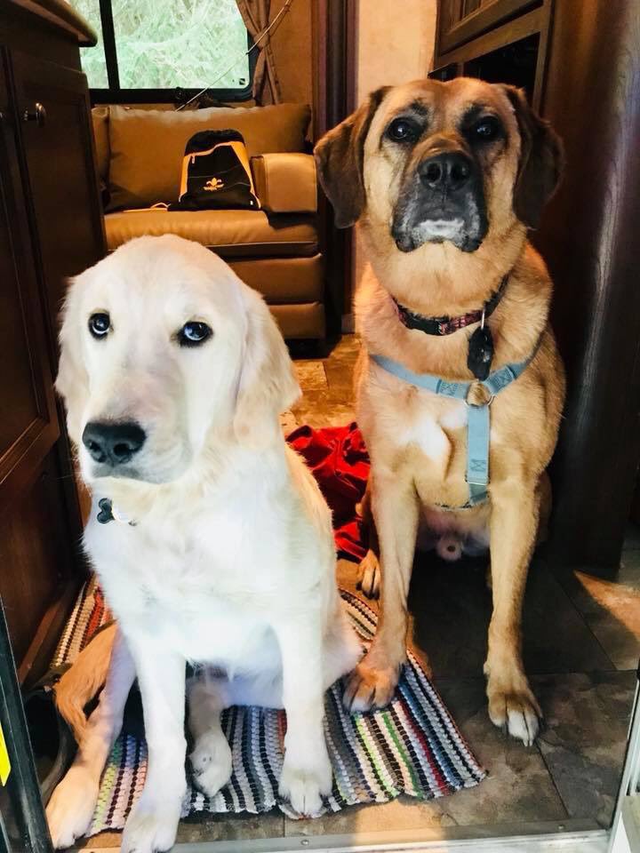 Mookalicious's tweet photo. Ummm ... do you guys happen to know who ate the meat on the trailer table?! #whous #guiltyface #busted https://t.co/rKihCBKVa9