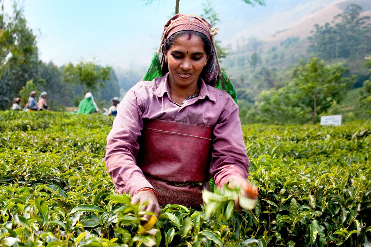 ViajeIndiaCom's tweet photo. #Kerala es el estado más acogedor de la India, y tiene una belleza desbordante con amplias playas, kilómetros de canales navegables y unas fértiles tierras de naturaleza exótica y exuberante, fértil tierra de té, cardamomo, pimiento, chile, clavo.. #munnar #India #Viajes https://t.co/gHyRGdaKNK
