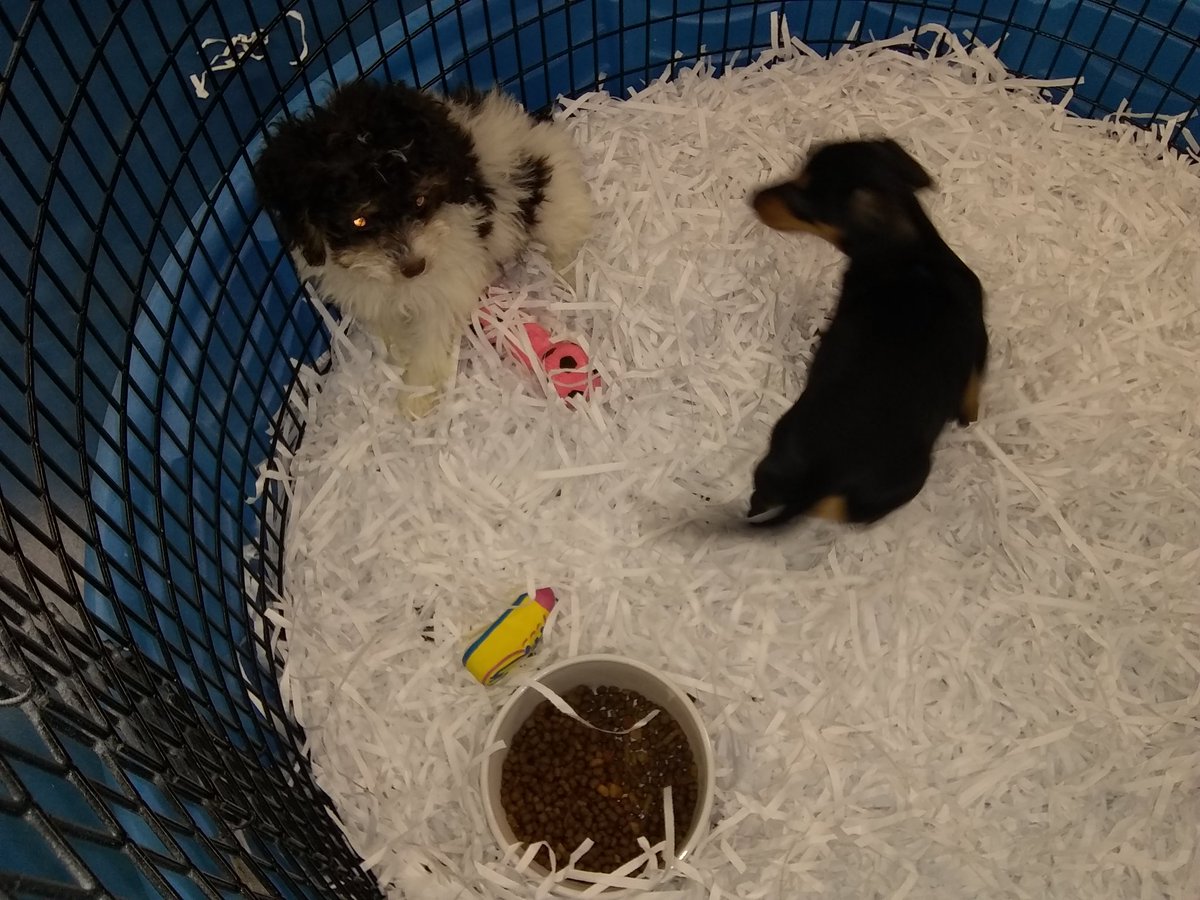 MsShevy101485's tweet photo. @jaxhumane https://t.co/drPn2KK37S