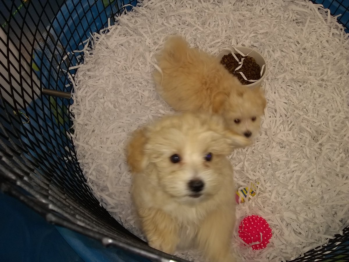 MsShevy101485's tweet photo. @jaxhumane https://t.co/R6wxNArOCf