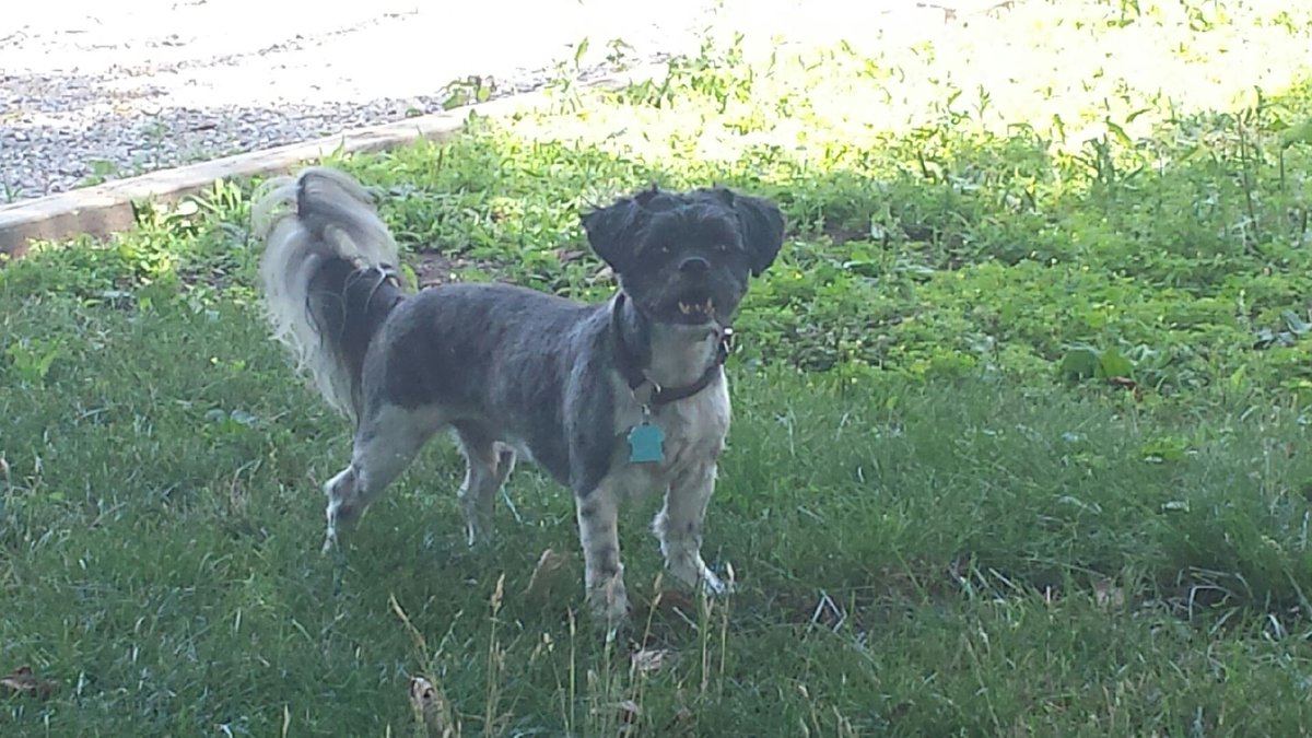Hey, It's me Guinness!! Gramma says I can come back to work <a href="/greyherondesign/">Grey Heron Yarn Shop</a> next week. Yippie!! #ShihTzu #woof #knitting Stop by and meet me. <a href="/BAY_OF_QUINTE/">Bay of Quinte Region</a> #Belleville