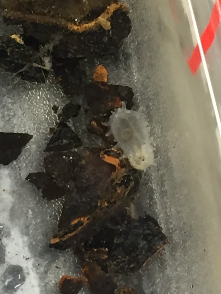 temptexcellence's tweet photo. Herc returns with precious cargo; little baby cucumbers! These tiny critters have come up from the #ONcabyss and will help us #knowtheocean #cutecumbers. https://t.co/bM6GBx7JPy
