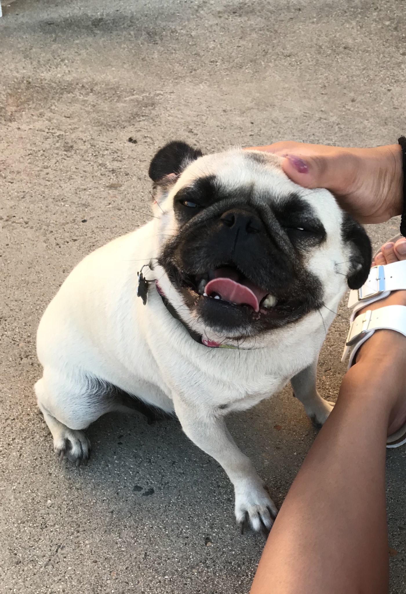 kyootbot 🥺💗 on Twitter: "A good dog https://t.co/DWe6cDwkrQ" / Twitter