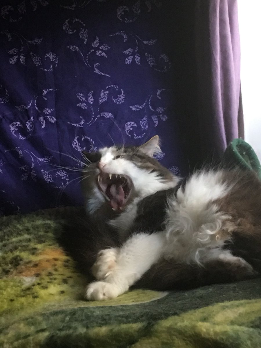 anakintwolegs's tweet photo. My what big teeth you have Anakin! ๐๐ธ Mid-yawn sleepy Ani pics! #anakintwolegs #anakin #twoleggedcat #2legged #2leggedcat #bipedal #petsofinstagram #cat #catyawn #teeth #sharpteeth #claws #bigteeth #yawn #yawning #yawningcat https://t.co/RtzcizYIJS