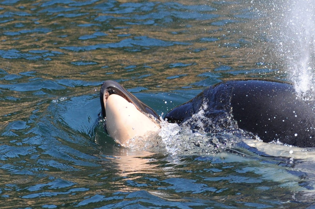 jeffrey_ventre's tweet photo. Via SM
Dear Governor @GovInslee 
I didn't realize u played the violin. Stop fiddling. Instead do many bold things 2 save the Southern Residents &amp; do them NOW #FreeTheSnake

Have your legacy be: He did everything he could 2 save the Southern Resident orcas, even at political risk" https://t.co/rNvnwBmT1H