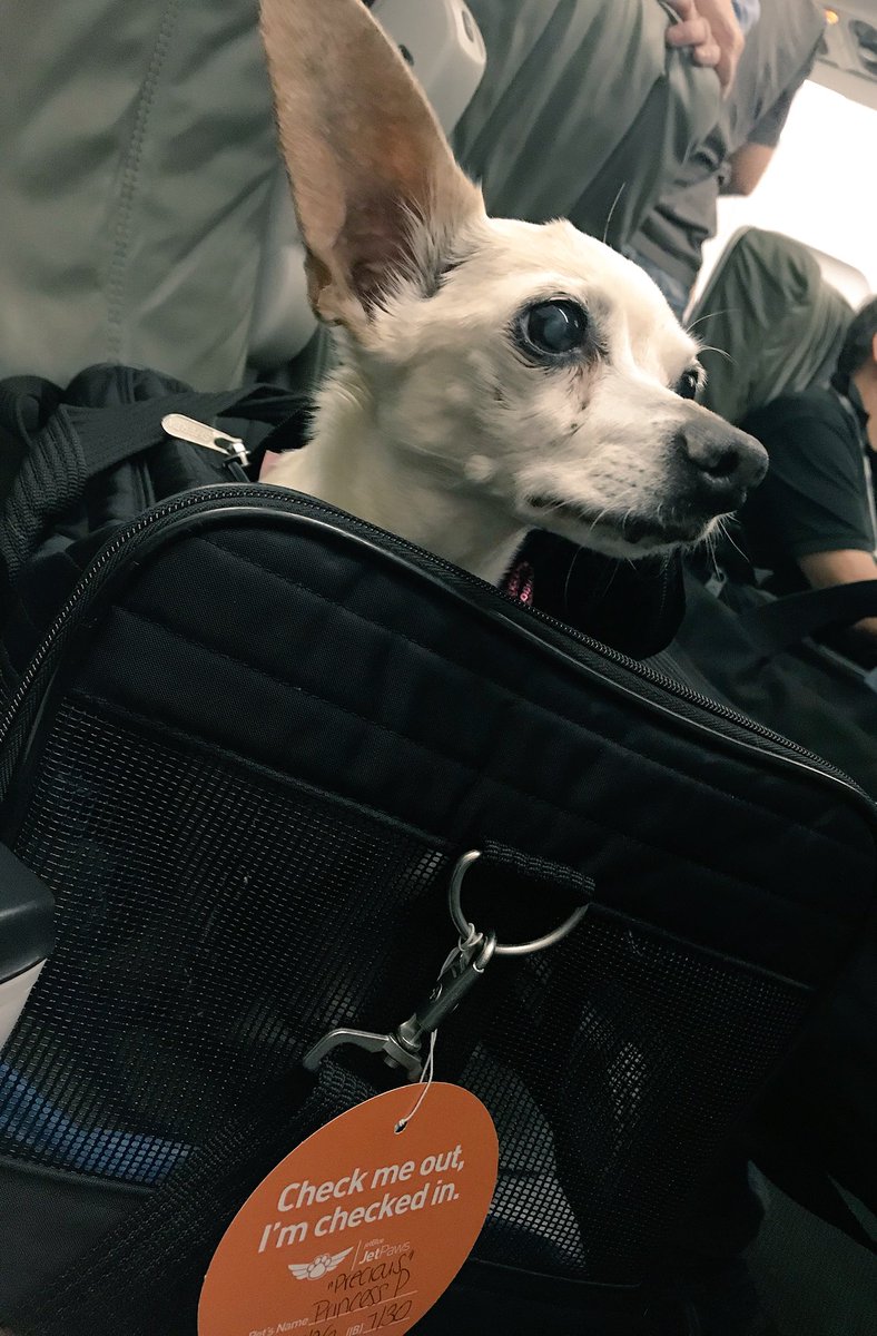 nataliegparsons's tweet photo. P says “You can always count on @JetBlue to be a smooth riding experience in more ways than one AND get to your destination either on time or earlier! Ohhhh and #JetPaws is pretty awesome too!” 🐾 #travelingchiweenie @iflyCHS @JFKairport https://t.co/xVmYVXg4VK