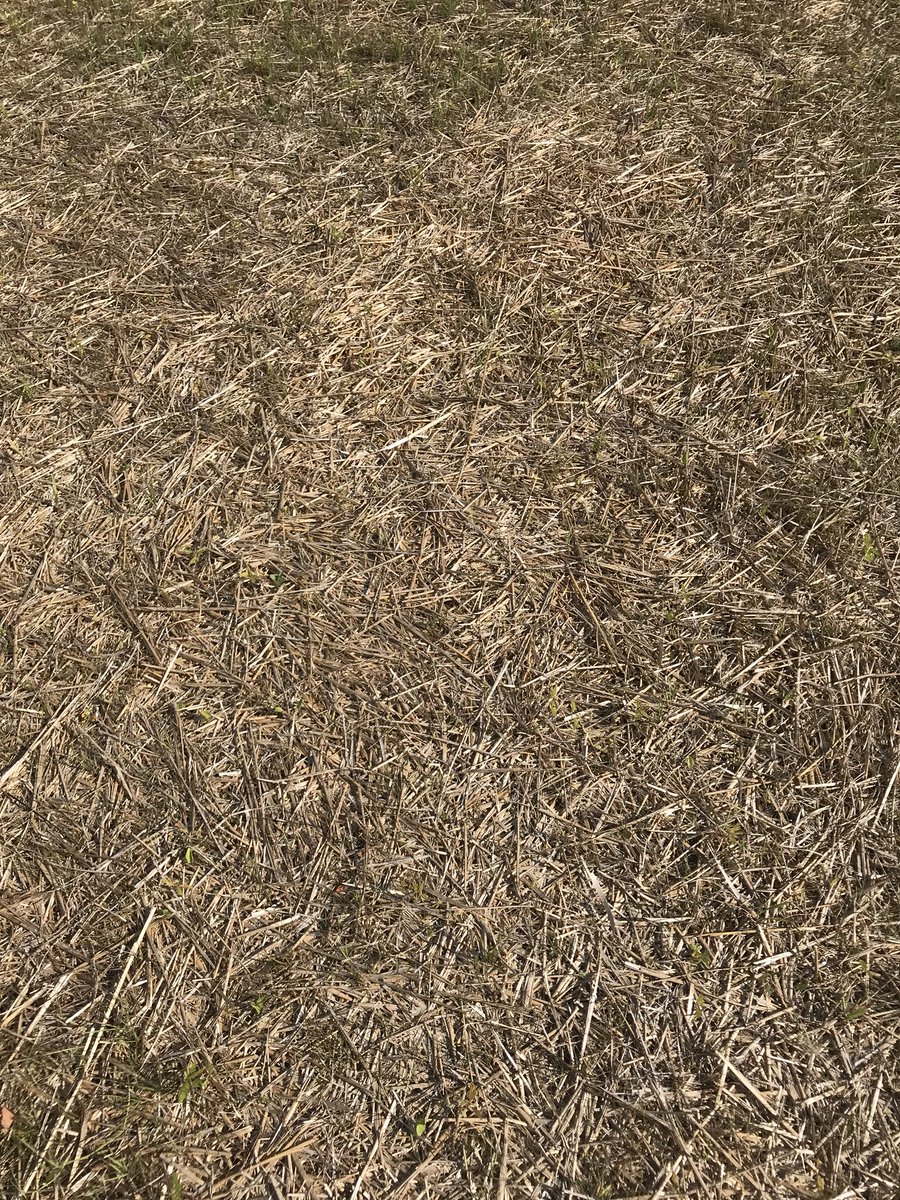 aaaikiniam's tweet photo. @freep @detroitnews @FOX2News @Local4News All I want from @DTE_Energy is pound of grass seed to fill in areas that didn’t take in their reseeding after Milford bypass pipeline. That doesn’t seem unreasonable for a loyal customer, does it? (Tire tracks thanks 2 contractors) https://t.co/44UENDKTvs