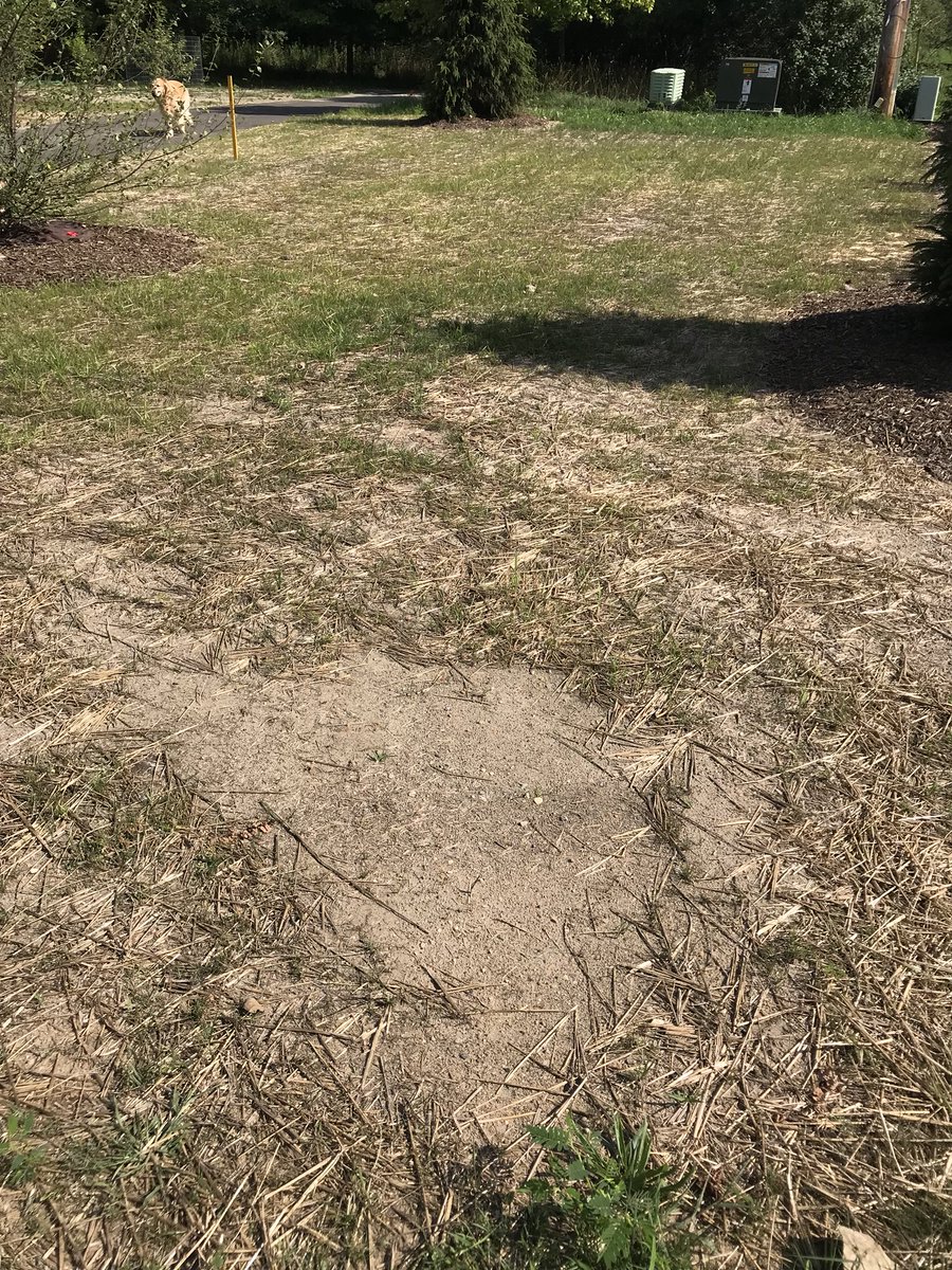 aaaikiniam's tweet photo. @freep @detroitnews @FOX2News @Local4News All I want from @DTE_Energy is pound of grass seed to fill in areas that didn’t take in their reseeding after Milford bypass pipeline. That doesn’t seem unreasonable for a loyal customer, does it? (Tire tracks thanks 2 contractors) https://t.co/44UENDKTvs