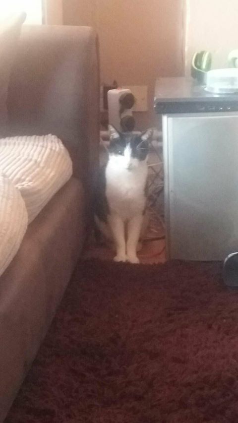 BLACK AND WHITE CAT MISSING FROM n16 6jj. #missingcat #MissingCatsUK #LostCat #lostcats