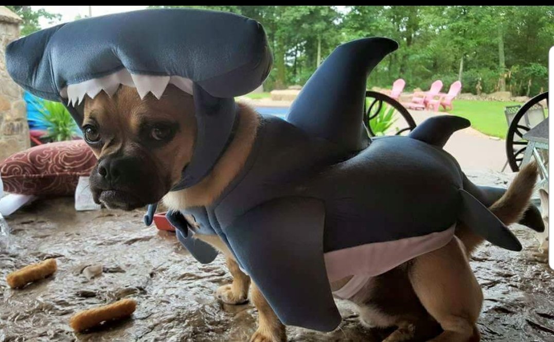 My dog just loves Shark Week!