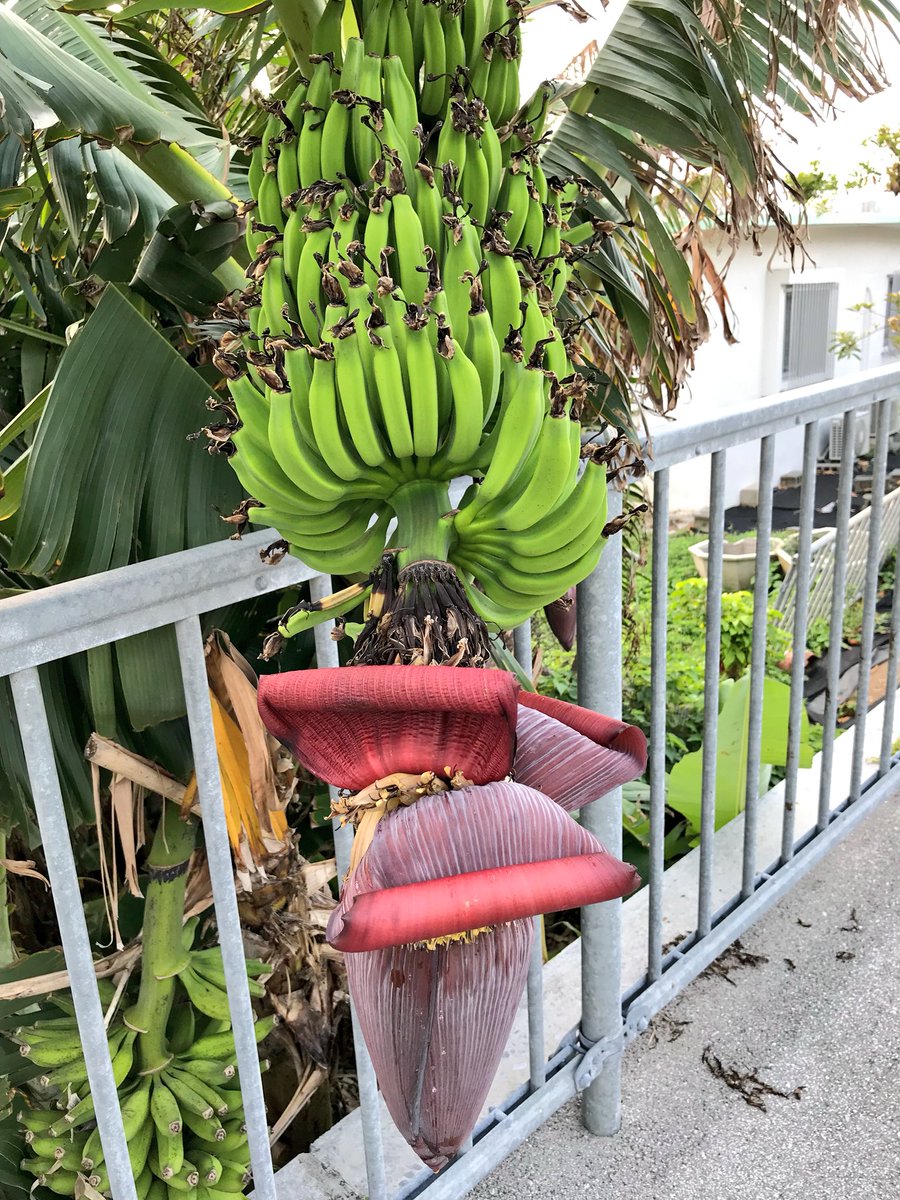 やんばるバードさん Big Bird Dayo Twitter