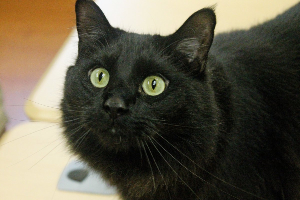 TimeOutChicago's tweet photo. FYI: @PAWSChicago is waiving adoption fees this weekend to free up space for animals in need.
https://t.co/p85UGkn1Y1 https://t.co/nDBVMjXUY8