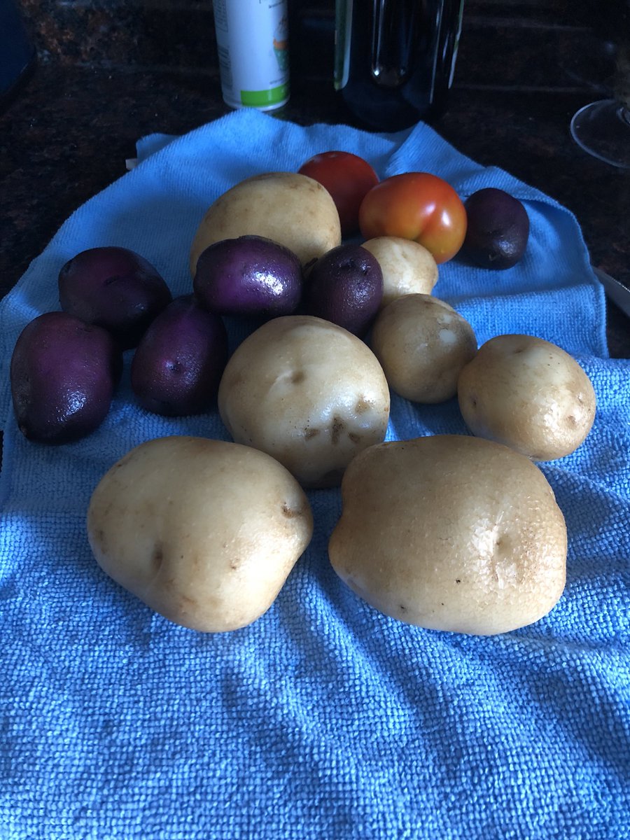 CafeConPlantas's tweet photo. When your work is whatβs for dinner. #bronxgardener #urbangardener #potato #Tomatoes #backyardfood https://t.co/aPnbgq8o6h