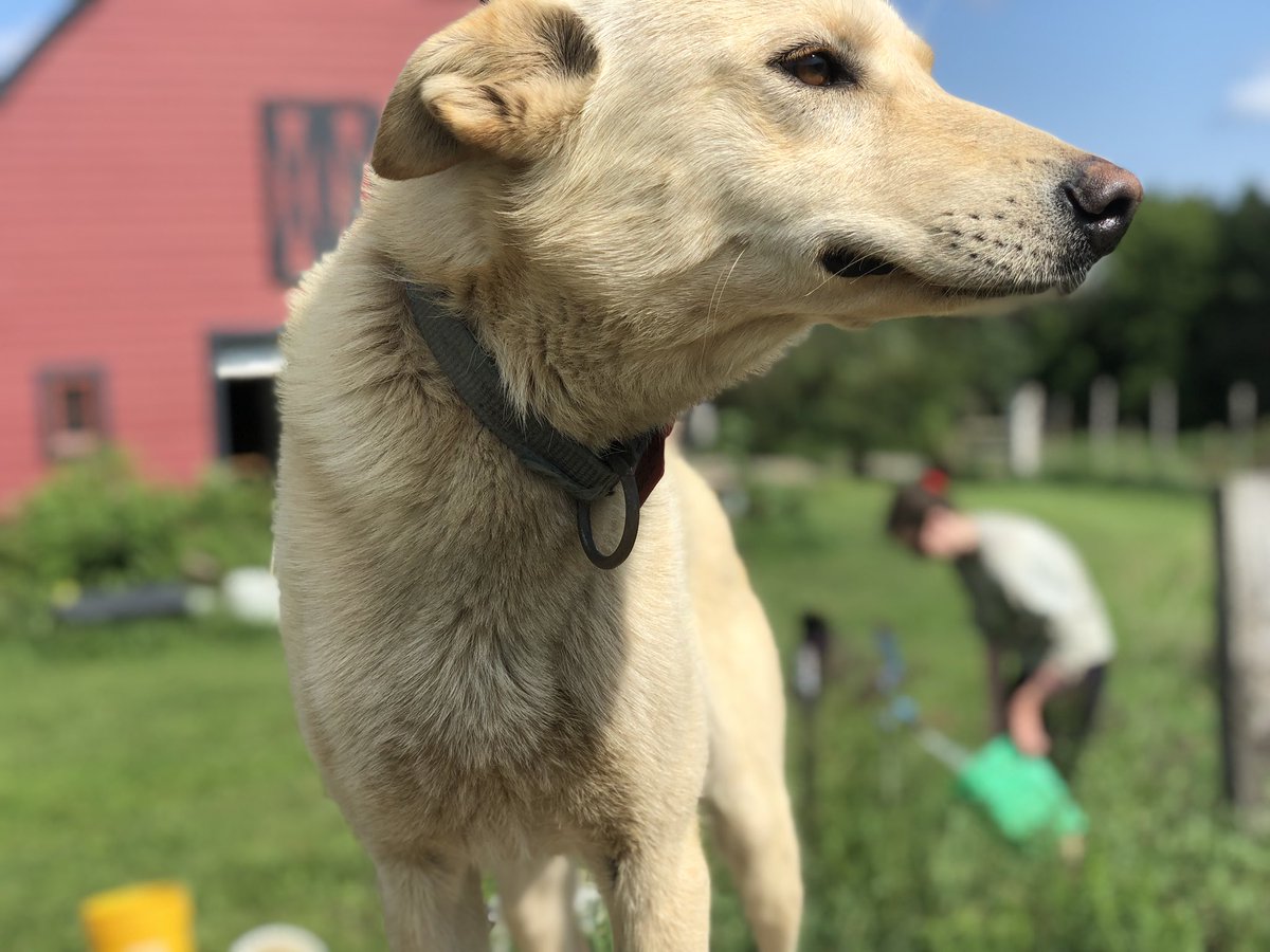 From her brother Spike:“The trick is to look really majestic in photos. Strike a pose. Turn your head. Like this. With all those northwestern backdrops, you’ll be a model in no time. After all, we’re related. Hey, you can’t help good looks.”