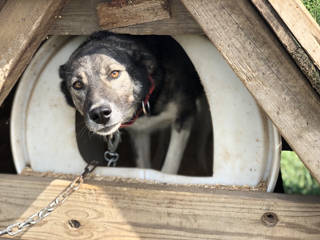 From her best friend Boudica:“Make lots of friends. But always remember me, okay? I will always love you. I’m glad that our houses were next to each other. Thank you for being gentle when I was scared and helping me to feel like myself again.”