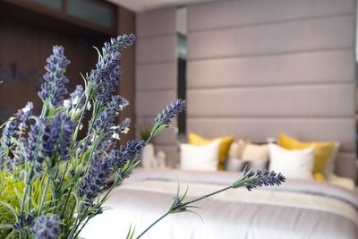 gc_guide's tweet image. News - 7 plants to keep in your bedroom &amp;gt;&amp;gt; zpr.io/6ENid  #gardeningtips