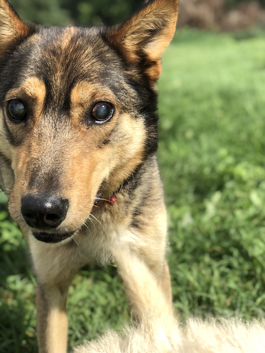 “I will miss our time in the garden, trotting beside each other. But I’m proud of you. You’re following your nose, just like I taught you to do.”