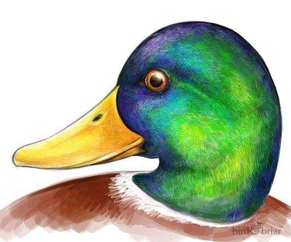 I drew 5 different birds for this week's #colour_collective and hated them all before I finally said DUCK IT!

Here's a mallard sporting some #LincolnGreen