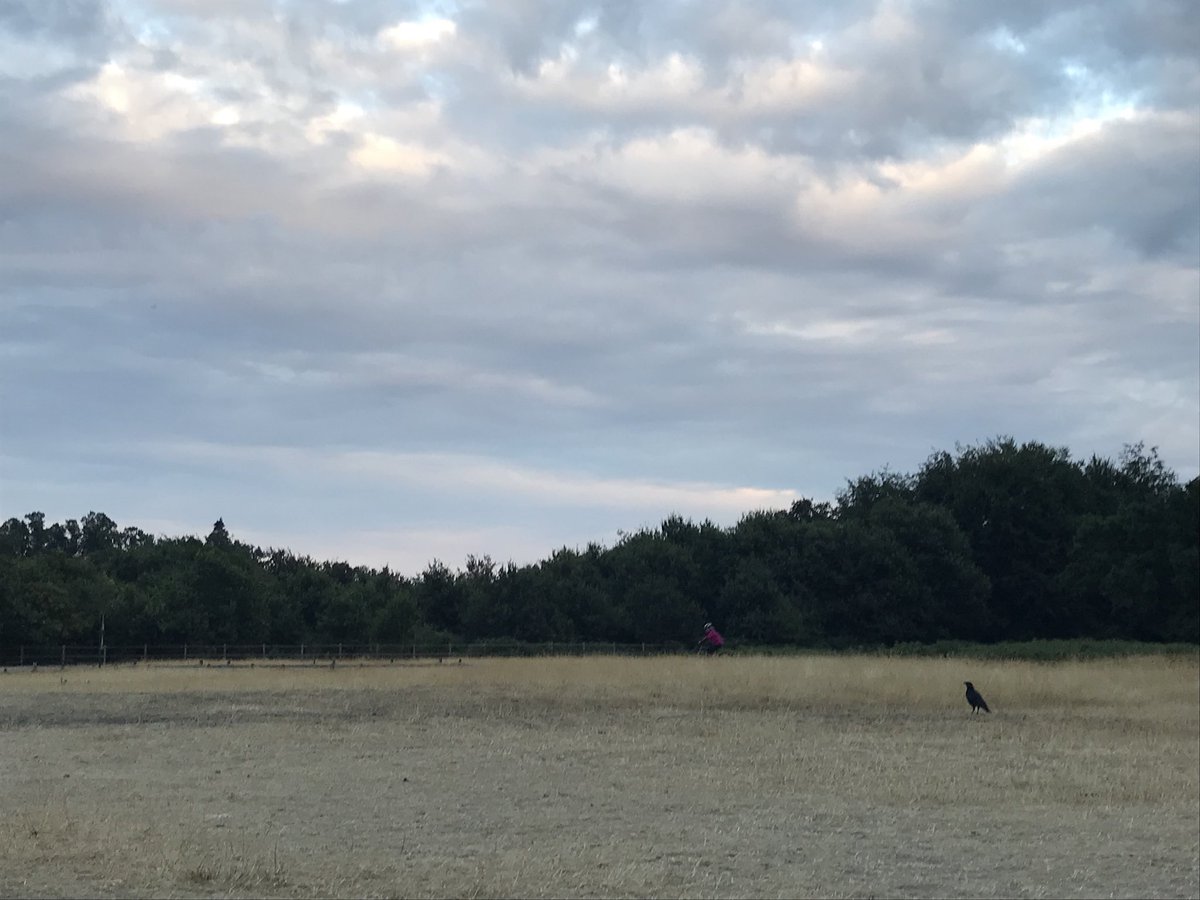 IronParadigm's tweet photo. Couple shots of exploring Richmond Park. Lovely day out with good people. #skies https://t.co/28snxepBGa