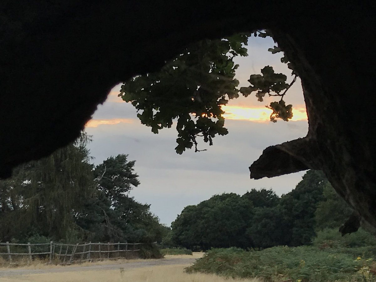 IronParadigm's tweet photo. Couple shots of exploring Richmond Park. Lovely day out with good people. #skies https://t.co/28snxepBGa