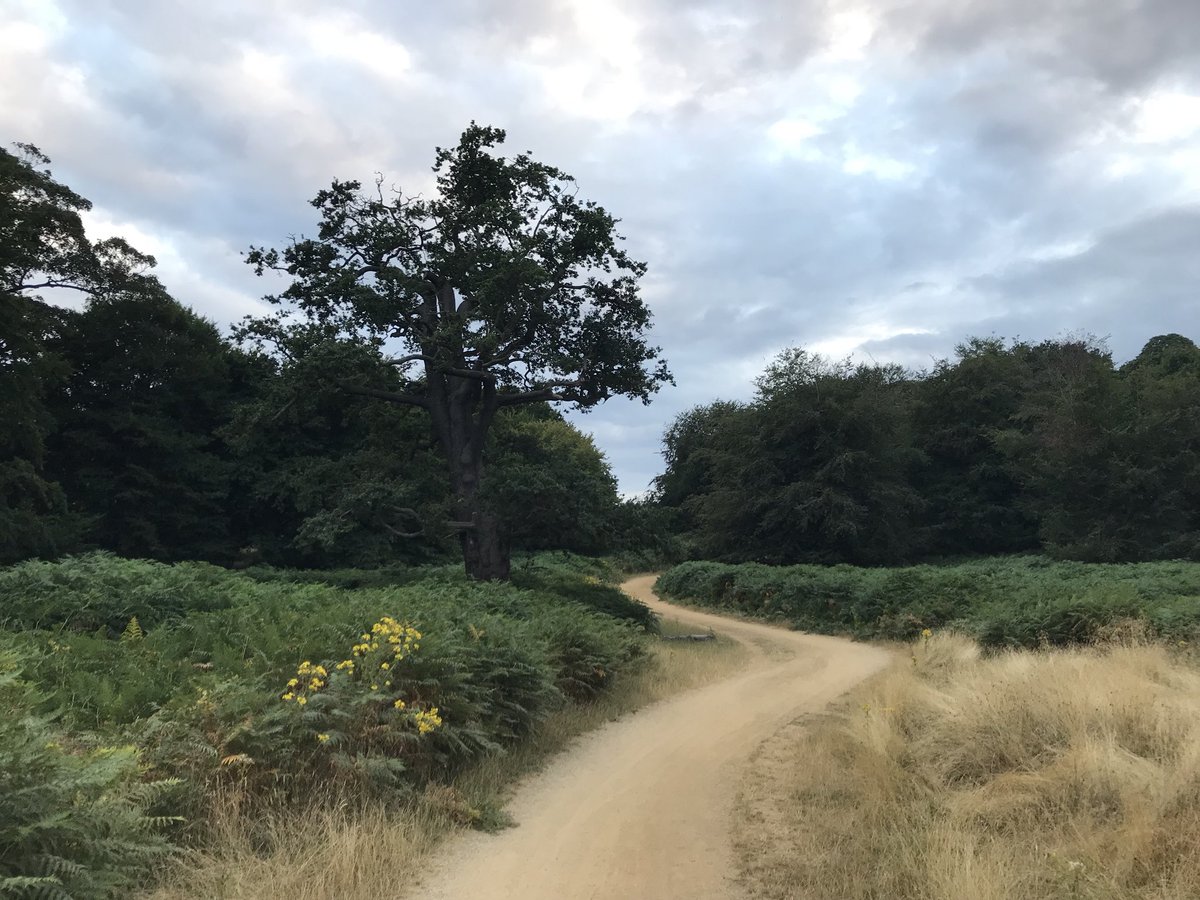 IronParadigm's tweet photo. Couple shots of exploring Richmond Park. Lovely day out with good people. #skies https://t.co/28snxepBGa