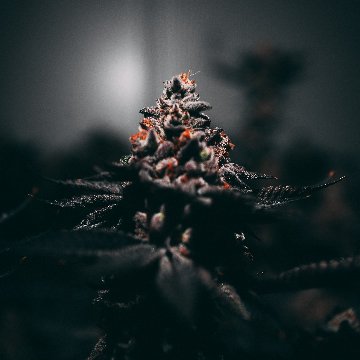 Habitat_LifeCA's tweet photo. Four seasons, four crops. We are staying true (north, strong &amp; free) to our #Canadian roots, and housing four growing periods in our facility per year🇨🇦🍁

#seaweedcannabis #seaweedcaviar #aquaculture #deepenyourlife #highqualitymatters #aquaponicchronic #itmattershowitsgrown https://t.co/kNN0gSb2py