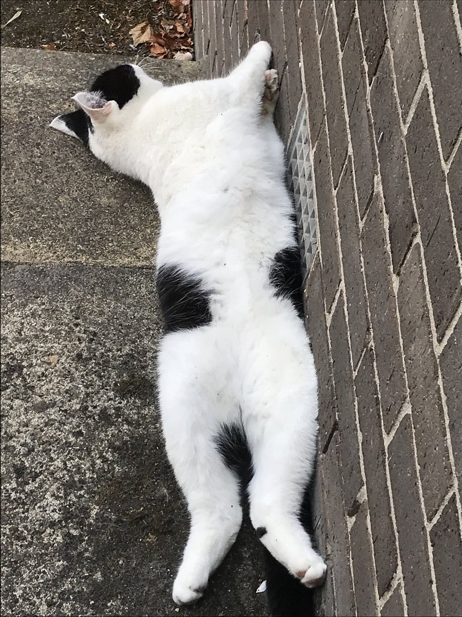 stationmoggy's tweet image. This is me after Night Pawtrol🐾👮‍♂️🚓😴and Also me after day PAWtrol😻😴think they call it a “Siesta in Spain here in Holmfirth we call it Rest Days 👌Yey 👍🏻#Catnap #Catpilates #notmoving👌#Asyouwere👮‍♂️👮‍♀️👮‍♂️👮‍♀️👮‍♂️