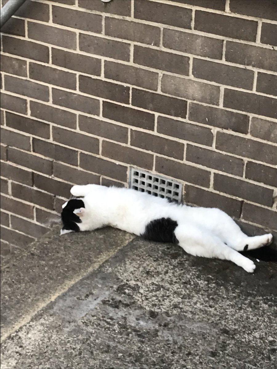 stationmoggy's tweet image. This is me after Night Pawtrol🐾👮‍♂️🚓😴and Also me after day PAWtrol😻😴think they call it a “Siesta in Spain here in Holmfirth we call it Rest Days 👌Yey 👍🏻#Catnap #Catpilates #notmoving👌#Asyouwere👮‍♂️👮‍♀️👮‍♂️👮‍♀️👮‍♂️