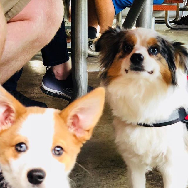 RockysHotChickn's tweet photo. These #patiopups are ready for #wingsandstrings with @thesecretbsides - come on out!!
#Rockys .
.
.
.
#friedchicken #hotchicken #southernfood #southernsoulfood #bestsides #avleats #avl #asheville #westasheville #828isgreat #beerontap #southasheville #av… https://t.co/T70vuPh2Mu https://t.co/6KOqptcLqc