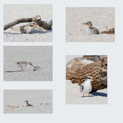 Dauphin Island tweet media