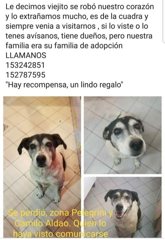 HelbertAtacando's tweet photo. Se perdió porfavor contacten con ese número si lo encuentranes de Rosario, Santa Fe ayuden!!! https://t.co/HntwPRW9vK