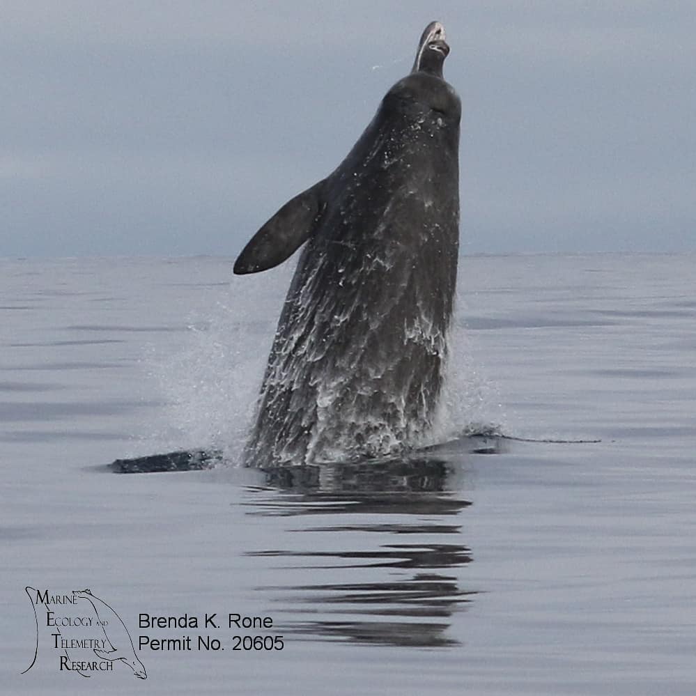 Breaching Baird's Beaked Whales! We documented a group of 18 on the SOAR Navy Range in CA and deployed one satellite tag. This species is rarely sighted in this area. #whales #beakedwhales