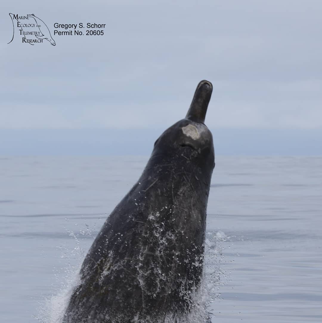 MarEcoTel's tweet photo. Breaching Baird's Beaked Whales! We documented a group of 18 on the SOAR Navy Range in CA and deployed one satellite tag. This species is rarely sighted in this area. #whales #beakedwhales https://t.co/bfQW1rxzwL