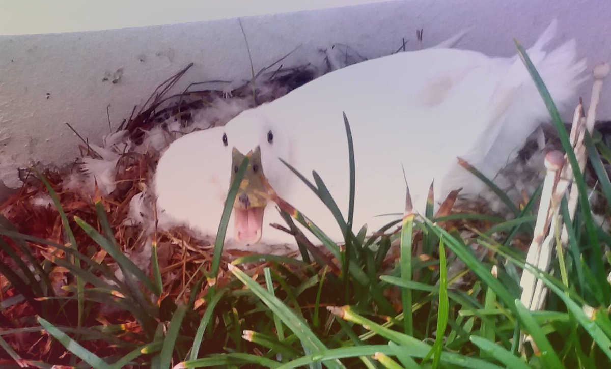 PeggyMercer's tweet photo. #DuckReport.....my blues duck, #Alwanda is fit to be tied! She has sat on these eggs over a month and NO BABIES...I'm so sorry for her. She started with 17 eggs and culled them out a few at a time...Down to ONE pitiful egg...she is in a mood, the dog and cat both run from her! https://t.co/dsXZfVqYhU