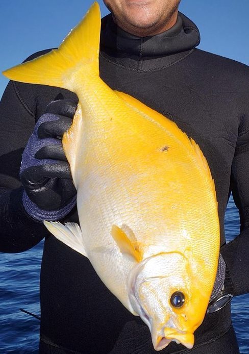 alxnttll's tweet photo. Australasian Fishes BLOG: A #xanthic Western Buffalo Bream, Kyphosus cornelii, speared by Vin Rushworth on a southern Abrolhos shoal, Western Australia, in approximately 18m of water. @markmcg https://t.co/WLMmfMAIC6 https://t.co/O9txNBI5d6