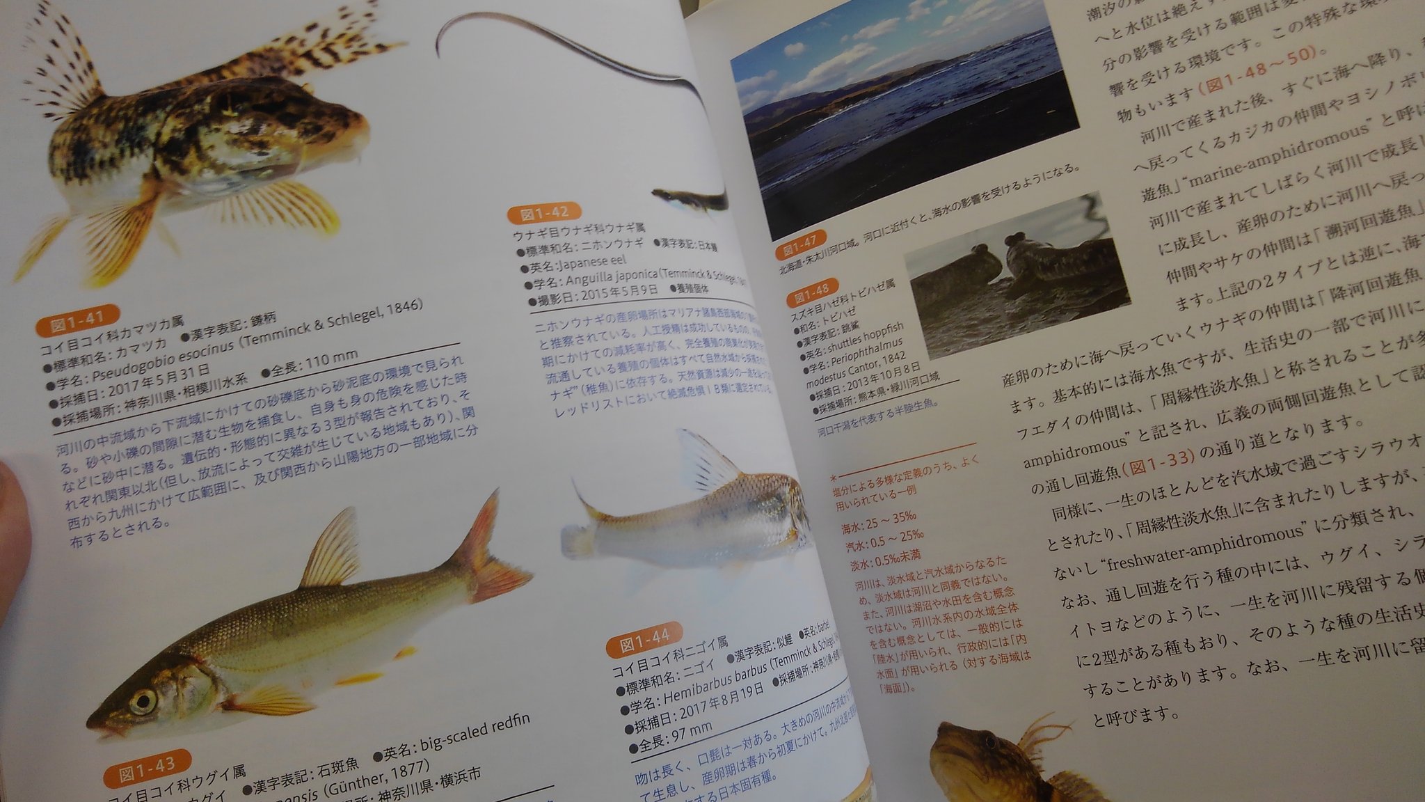 オイカワ丸 今月出たばかりの本 はじめての魚類学 非常に幅広く濃密な内容で魚類学が学べます 散りばめられた魚の写真も美しく ちょっとした図鑑にもなってます これまでにない魚本でおすすめ 勉強になります オイカワ丸 今月出たばかりの本 はじめての魚類学 非常に幅広く濃密な内容で魚類学が学べます 散りばめられた魚の写真も美しく ちょっとした図鑑にもなってます これまでにない魚本でおすすめ 勉強になります
