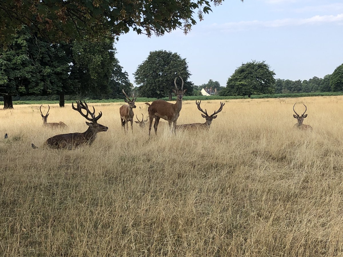 Early morning parkland vista. Shade seeking!