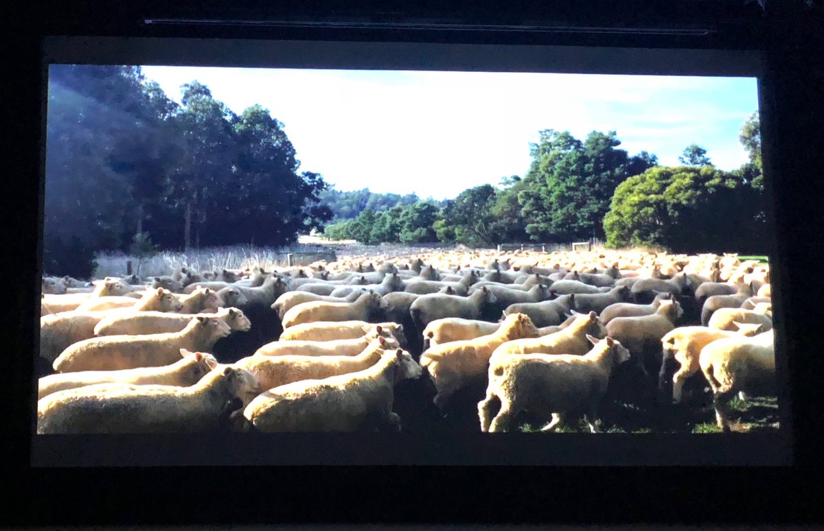 HotTinRoofCom's tweet photo. Staying ahead of the curve when running large mobs (2000+) says Scott Colvin #virtualfarmtour ⁦@RedMeatUpdates⁩ ⁦@meatlivestock⁩ ⁦@tpjonesagronomy⁩ https://t.co/8CWww1zBuM