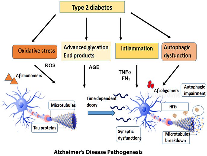 FrontiersIn's tweet image. Published in @FrontNeurosci Alzheimer's Disease and Type 2 Diabetes: A Critical Assessment of the Shared Pathological Traits fron.tiers.in/go/kcx5Lg