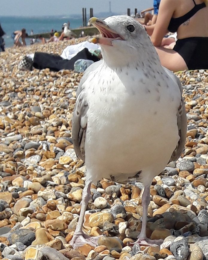 DawnDanger's tweet photo. From our day at the beach #brighton #noisygit https://t.co/OEw5HOUQUu