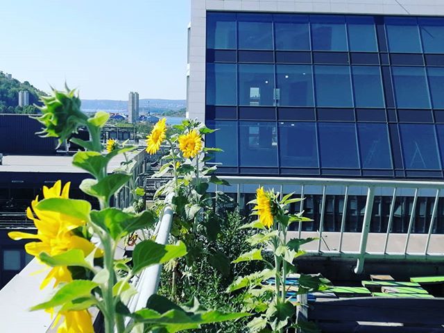 Fjordgløtt? Joda, fortsatt bittelitt. #nabolagshager #takformaten #fjordgløtt ift.tt/2LTPyH9