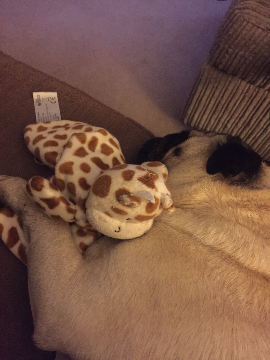Chester_da_Pug's tweet photo. Too hot to move so Iโm lying here in the cool with Gerald giraffe ๐ฆ whilst mum watches Love Island! #LoveIsand #lazypug #HeatWave2018 #coolpug https://t.co/GoDjJb9AKf