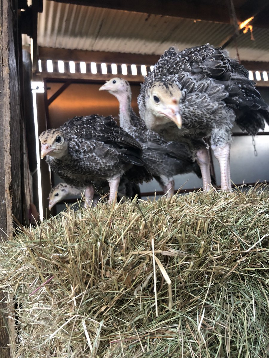 Turkeyfarming7's tweet photo. When the kids are still sleeping and you’ve managed to get up, feed, water and let out all birdage and now your sat with a coffee enjoying 10 mins peace the day starts #winning #itsalreadyhot #pleaserainsoon https://t.co/KqOkaK7jBs