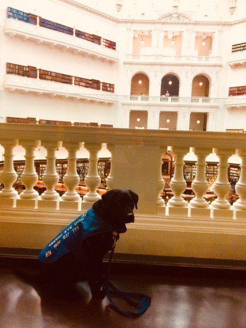 VALibrary's tweet image. It's not every day that one of our #LibraryDogs gets to visit @Library_Vic and check out the Domed Reading Room.