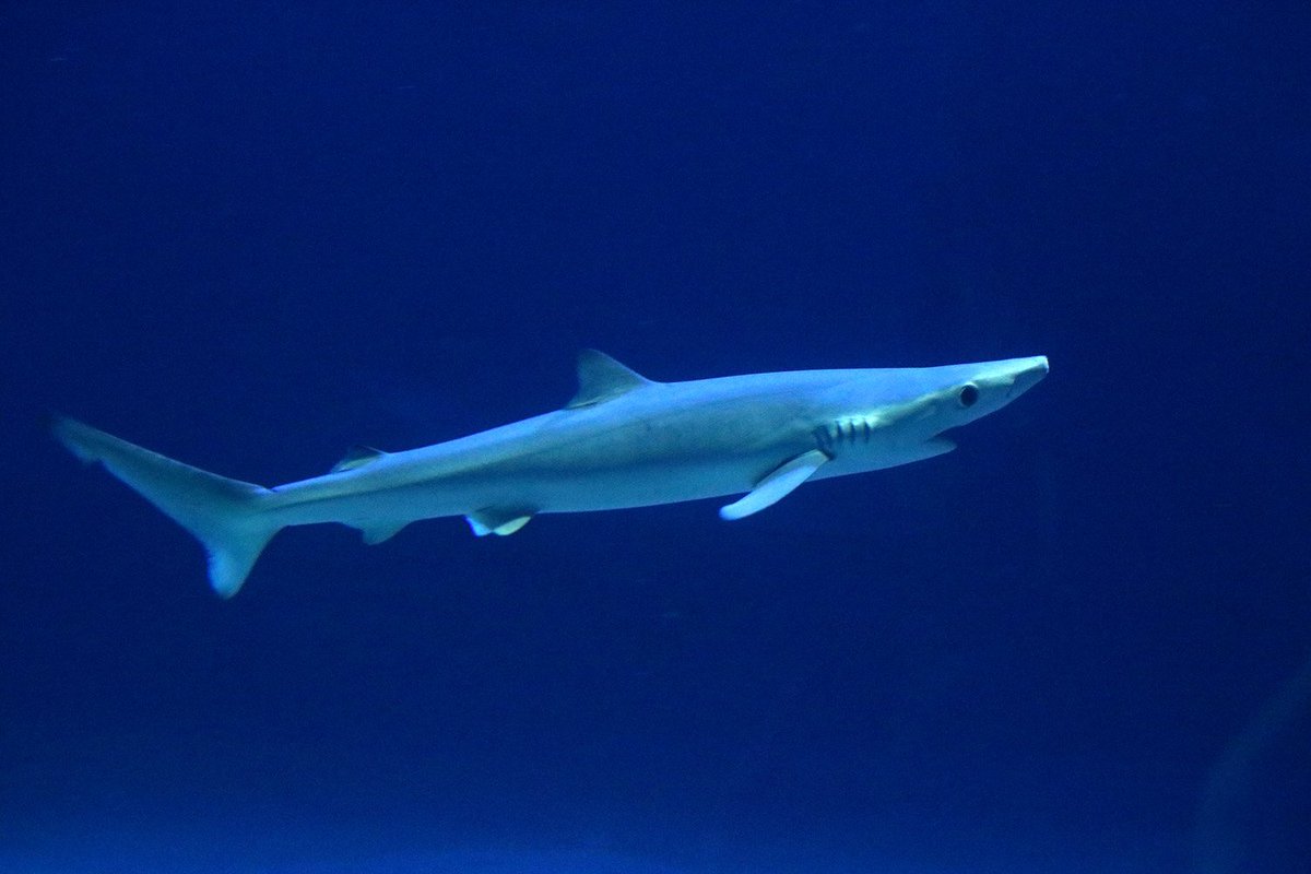 O Xrhsths 公式 アクアマリンふくしま Sto Twitter Blue Shark ヨシキリザメ を展示しました 英名の通り青く美しい サメです 飼育例は少なく 飼育が難しい生き物の一つです 今回搬入したヨシキリザメは6尾 これだけの個体数を一度に展示するのはたいへん稀な O Xrhsths 公式 アクアマリンふくしま Sto Twitter Blue Shark ヨシキリザメ を展示しました 英名の通り青く美しい サメです 飼育例は少なく 飼育が難しい生き物の一つです 今回搬入したヨシキリザメは6尾 これだけの個体数を一度に展示するのはたいへん稀な